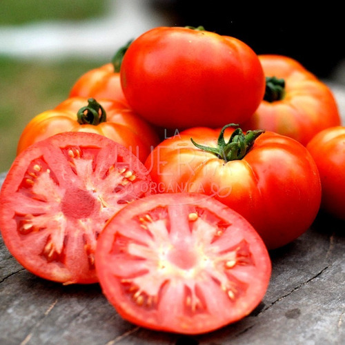 Semillas Tomate Marmande! Variedad Reliquia Antiguo Francés