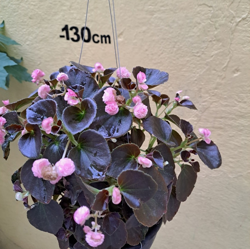 De Semilla Planta Begonia Flor De Cera, Begonia Tuberosa