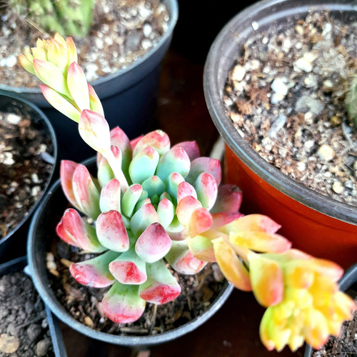 Sedeveria Blue Elf, Planta Suculenta