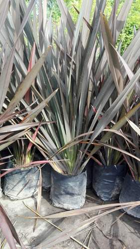 Phormium Rubra Formio Envase De 10l