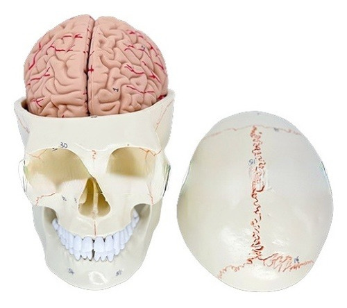 Cráneo De Sutura Ósea Con Modelo De Cerebro