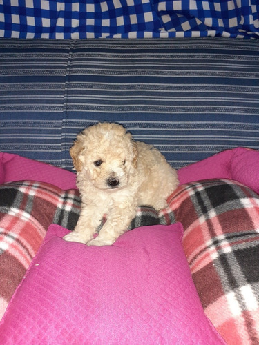 Imagen 6 de 8 de Caniche Micro,mini Y Toy