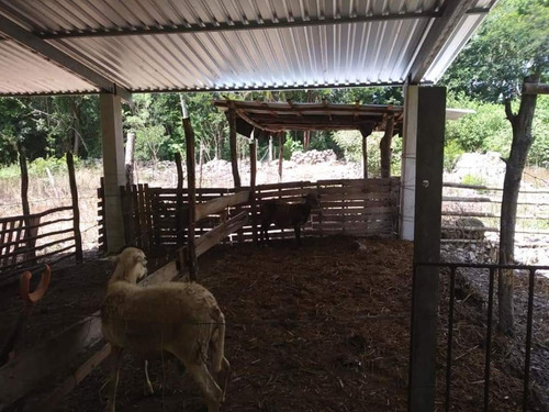 Imagen 5 de 15 de Rancho En Venta En Tunkas Yucatan