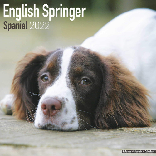 Libro: English Springer Spaniel Calendar - Dog Breed Calenda