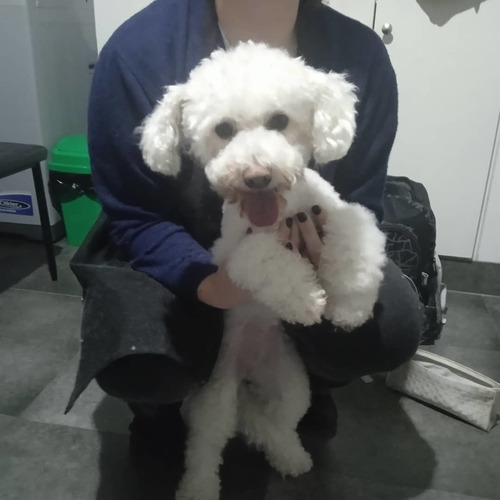 Imagen 8 de 10 de Peluquería Canina Daja En La Blanqueada