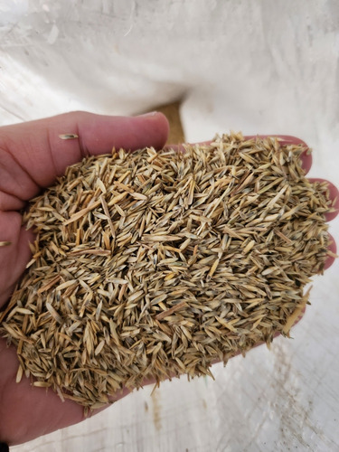 Semillas De Raigras Tetraploide 10 Kg Para Pastura O Césped