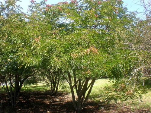 Tara Caesalpinia Spinosa Guarango Árbol Nativo Ornamental