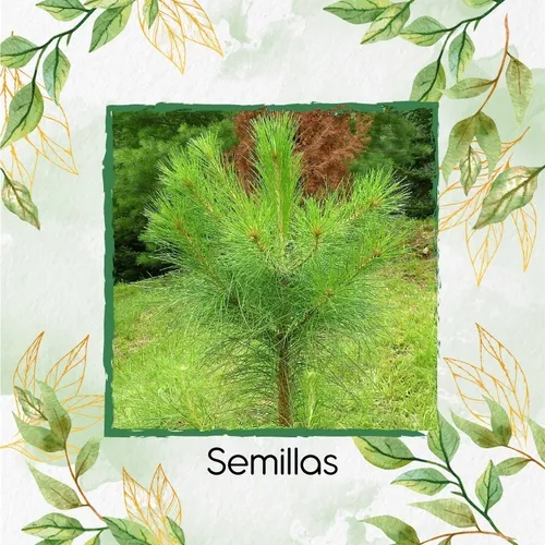 20 Semillas De Pino De Costa + Kit De Germinación Especial