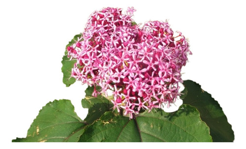 Clerodendrum Bungei - Clerodendro Chino - Falsa Hortensia