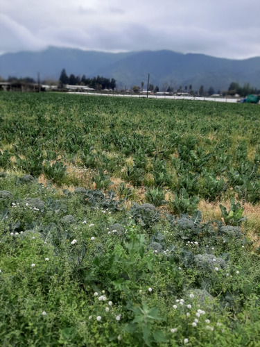 Excelente Terreno En Chada, Paine