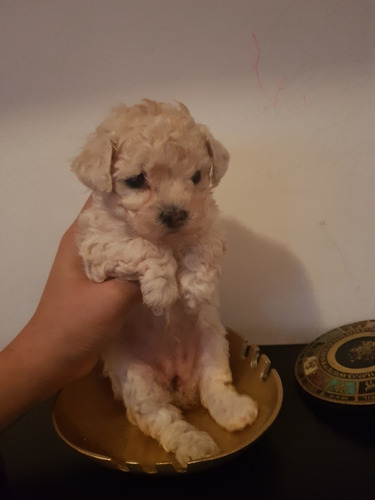 Caniche Mini