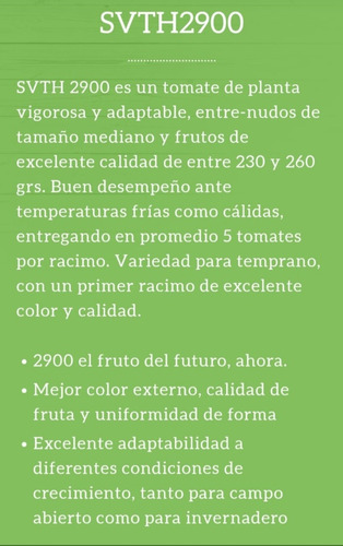 Semilla De Tomate Bola Variedad Svth2900 5000 Semillas