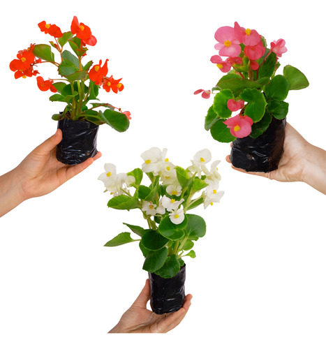 Kit 15 Mudas Begonia Cerosa - Folha Verde - Cores Sortidas