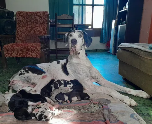 Cachorros Gran Danes Linea Europea Únicos!! Con Pedigree Kcu Negro