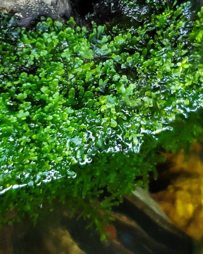 Musgo Riccardia Chamedryfolia (in Vitro)