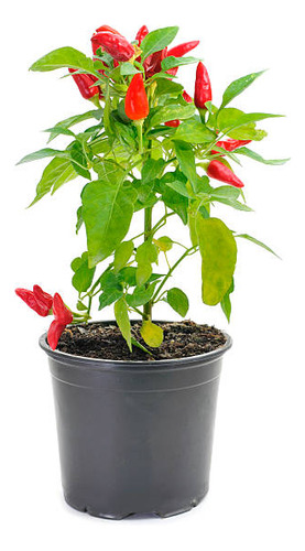 Planta De Pimiento De Cayena (ají Rojo)