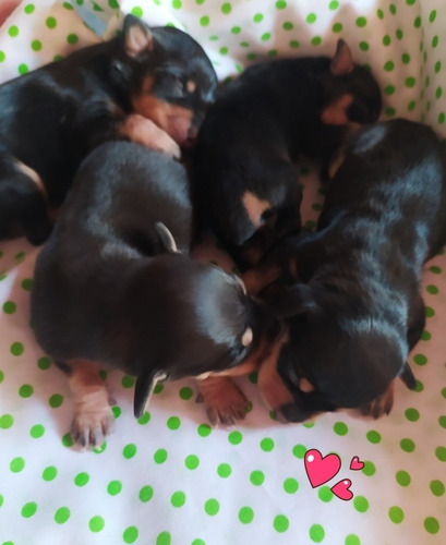 Imagen 3 de 5 de Pincher Color Negro Hermosos.