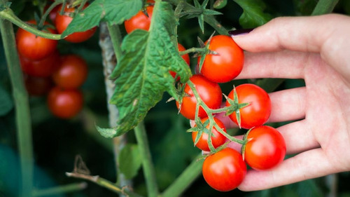 Semillas Tomate Cherry Rojo Grande