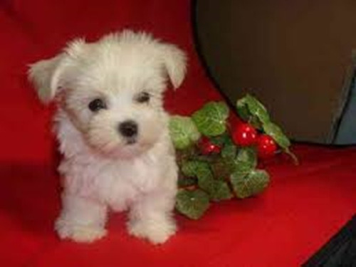 Cachorros Bellos Bichon Maltes 350c/u