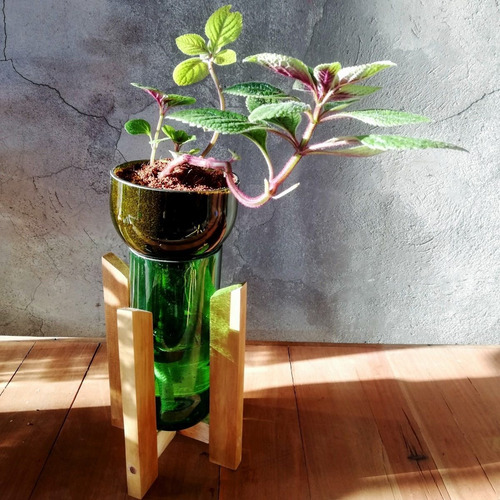 Imagen 7 de 10 de Dolar Negro Little Plant 24 Con Soporte, Maceta Autorregante