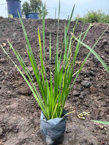 Plantas De Dietes Bicolor Vivero Mayorista Oferta Zona Oeste