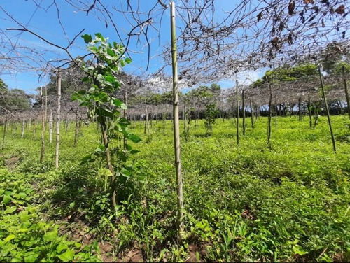 Imagem 20 de 27 de Chácara Com 2 Dormitórios À Venda, 10000 M² - Bairro Da Barra - Sarapuí/sp - Ch0534