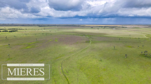 Campo En Rocha Ganadero Agrícola 125ha (ref: Atm-7988)