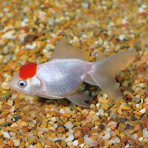 Goldfish Red Cup Chico