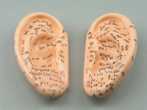 1 Modelo De Par De Oreja Para Auriculoterapia Escala Real