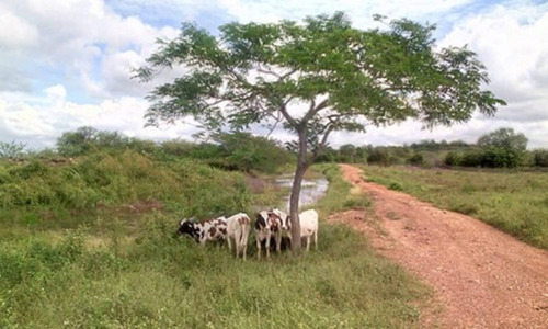Imagen 9 de 9 de Altagracia De Orituco, Sector Lezama De Orituco Código: Att-102