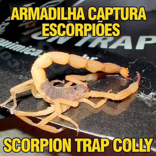 Armadilha Adesiva Para Escorpião Colly Scorpion Trap 3 Und