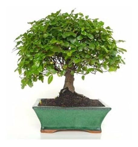 Bonsai Sageretia (ciruelo Chino)