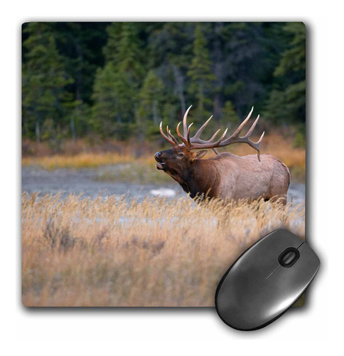 3d Rose Canada Alberta. Rocky Mountain Elk Bugles During