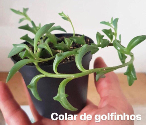 Kit 6mudas Perolas/golfinho/rubi/azeitona/boldinho/coração
