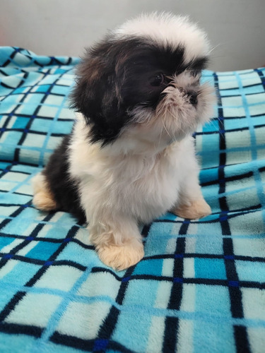 Hermosos Cachorros Shih Tzu Perros Shitzu En Venta Envigado