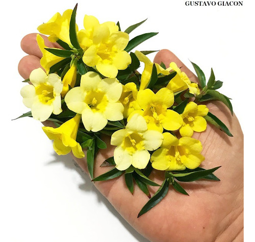 100 Sementes Jasmim Carolina Com Manual De Cultivo