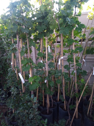 Imagen 6 de 10 de Parra Uva Moscatel - 3 Años 1.7 Mts. E.gratis Caba-gba