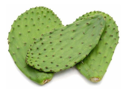 1 Kilo De Hojas De Nopal Cactus 100% Orgánico Natural