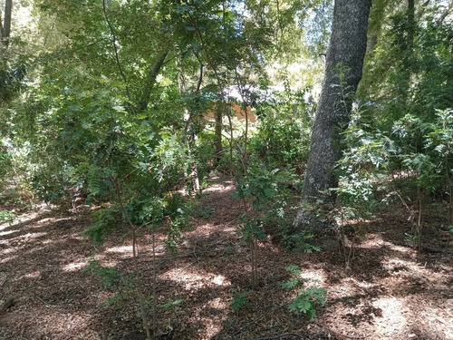 Venta De Parcela 10000mt2 De Terreno La Placeta-lo Beño