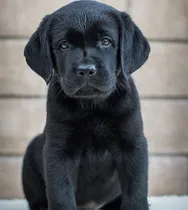 Comprar Cachorros Labrador Criados En Campo Sanos Y Puros De Verdad