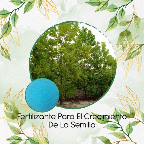 Fertilizante Para El Crecimiento De Acacia Mangium