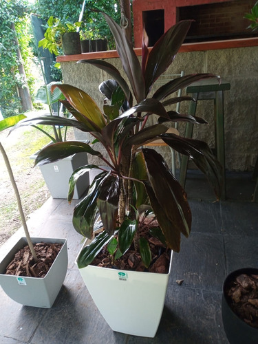 Dracena Rubra Interior Hermosa - Ent.gratis Caba Y Gba