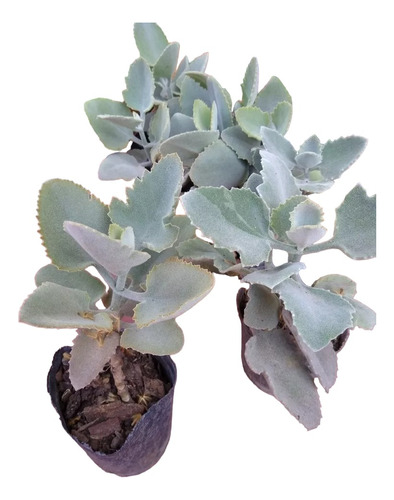 Kalanchoe Beharensis - Hermosa Crasa-suculenta Aterciopelada