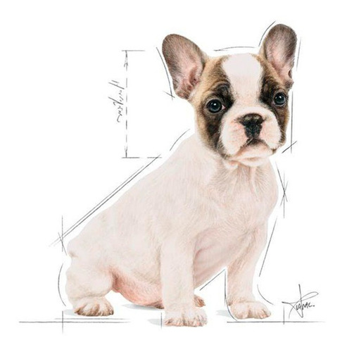 Comida Para Cachorros Royal Canin Raza Bulldog Francés 3kg