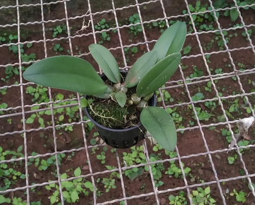 Orquídea Bulbophyllum (frostii X Phalaenopsis) - 1 Unidade