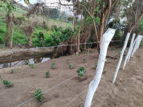 Imagen 19 de 20 de Oportunidad Finca Agro Industrial En Bejuma, Ryes Arriba, LG