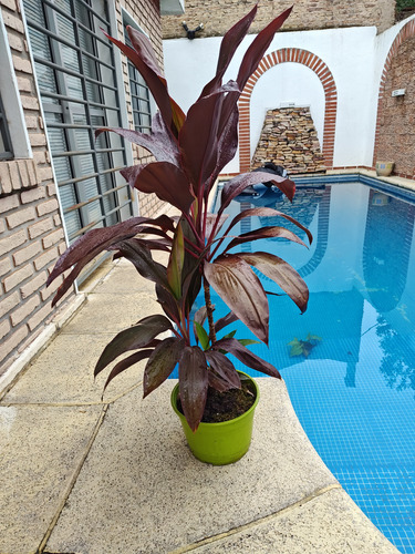Cordyline Rubra Hermosas.villa Mitre.caba