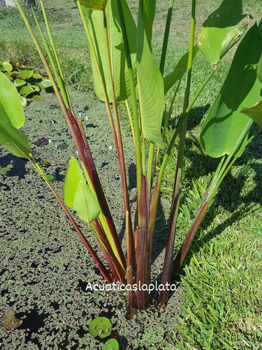 Thalia Geniculata Red Stem Estanques