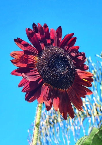 Semillas De Girasol Cuba Libre Rojo Intenso Agroecológicas