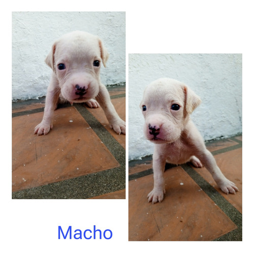 Cachorros Boxer 